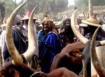 Kvægmarked i Niger, reportagetur om klimaforandringer